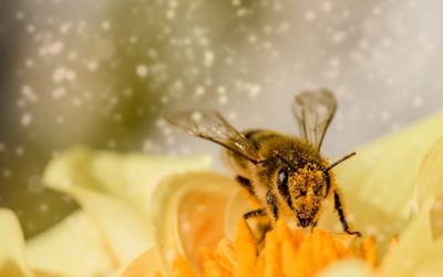 Allergie au pollen